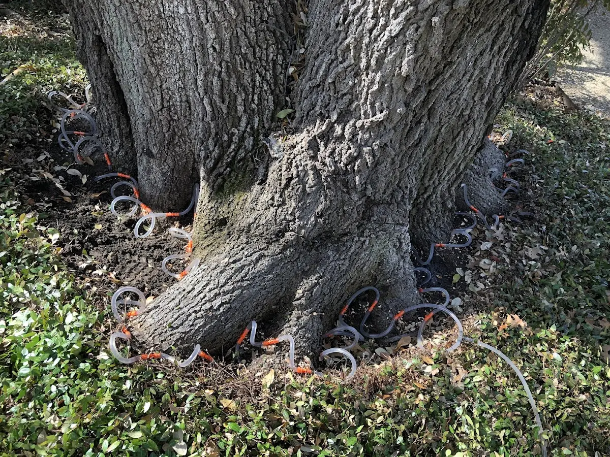 Detailed Tree Cabling and Bracing job site in Yeso
