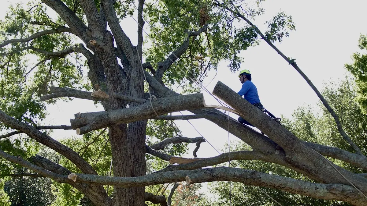 Professional Crown Thinning performed by certified arborists in Yeso