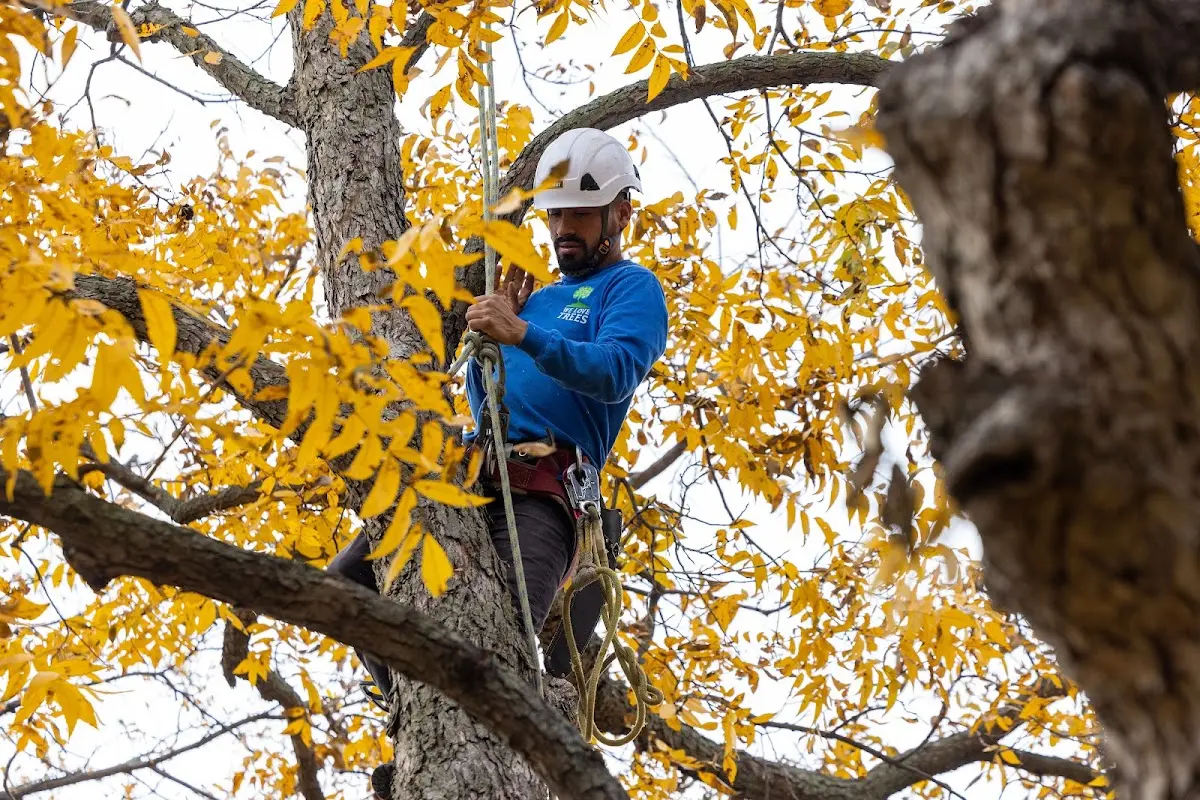 Skilled Emergency Tree Service crew working in Yeso